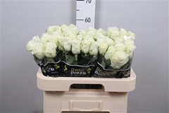 Rosa Alpe Dhuez 60cm