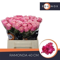R Gr Ramonda 40cm 5cm