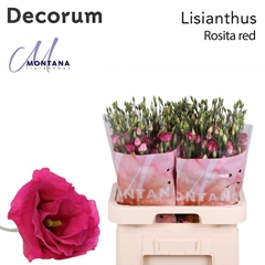 Eust G Rosita Red 70cm