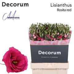 Eust G Rosita Red 70cm