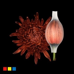 Chr G Stravina Brown