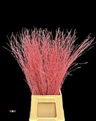 Betula / Berkentak Pink