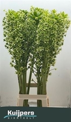 Eucomis P-e Goliath 100cm
