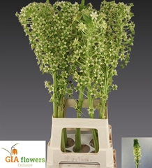 Eucomis P-e Goliath 100cm