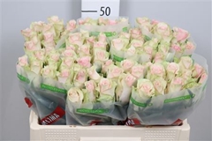 R Gr Pink Athena 50cm