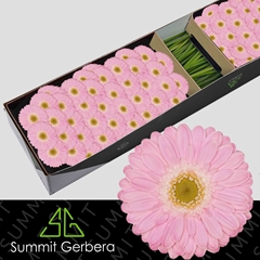 Germini Babble 45cm 7cm Ø