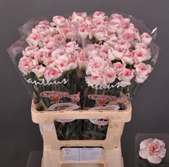 Di St Pastel Damascu
