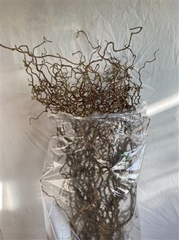 Coryl Av Contorta 100cm