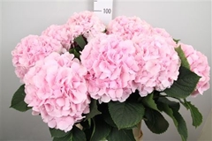 Hydr Macr Verena 100cm 26cm Ø
