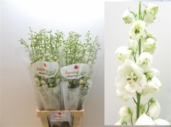 Delph El Guard White 90cm 34