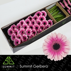 Germini Leando 45cm 7cm Ø