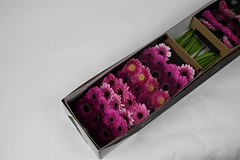 Germini Mixed 45cm 7cm Ø