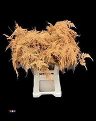 Asp Colortreated 65cm