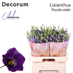 Eust Piccolo Violet 70cm