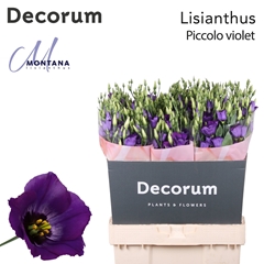 Eust Piccolo Violet 70cm