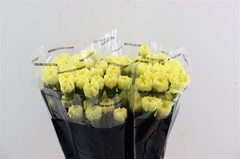 Di St Diletta 70cm 23