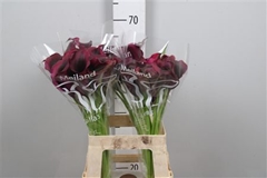 Zant Rudolph 65cm