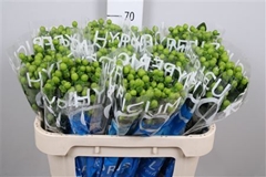Hyper Coco Bamboo Green 70cm