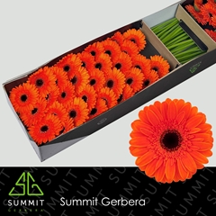 Germini Nemo 45cm 7cm Ø