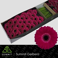 Germini Platini+ 45cm 7cm Ø