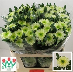 Chr G Zembla Lime