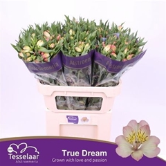 Alstr True Dream