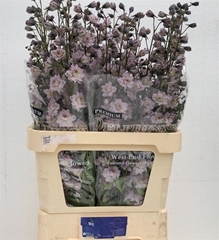 Delph Du Hl Cha Cha 90cm! New!