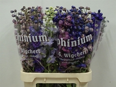 Delph Du Gem 90cm!!