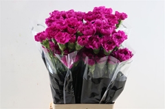 Di St Dark Farida 70cm 23