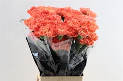 Di St Hermes Orange 70cm 23