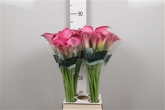 Zant Pink Jewel 80cm