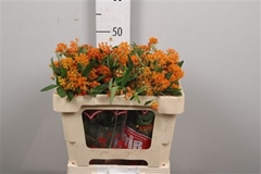 Ascl Tuberosa 50cm 13