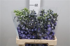 Delph El Guard Blue 60cm 34