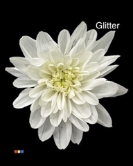 Chr T Euro White + Glit Bio