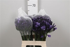 Agap Everp Poppin St 60cm