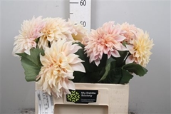 Dahl Cafe Au Lait 50cm