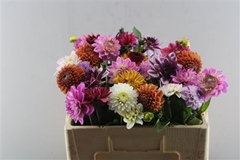 Dahl Mixed 50cm