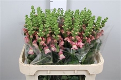Antir Avignon C Rose 75cm