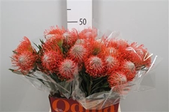 Leuco Co Tango 50cm