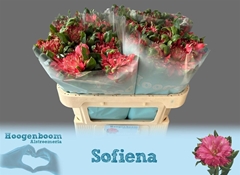 Alstr Fash Sofiena 55gr