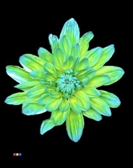 Chr T 2 Kl Baltica Double Mint