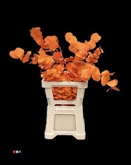 Cinerea Orange