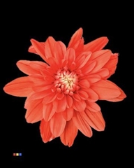 Chr T Baltica Pink