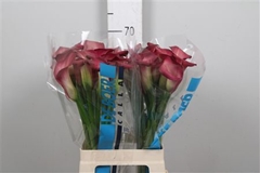Zant Bordeaux Art 65cm
