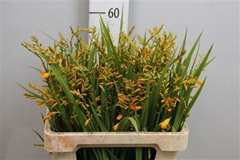 Crocos George Davids 58cm