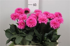 Dahl Happy Hour 60cm
