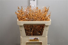 Ilex Golden Verboom 70cm