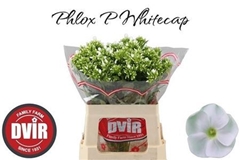 Phlox P Whitecap