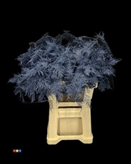 Asp Colortreated 65cm