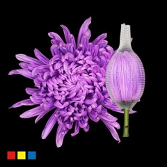 Chr G Stravin Klb H% 70cm